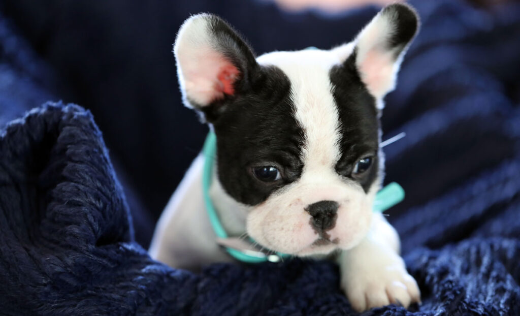 Brindle Pied French Bulldog puppy for sale Kansas