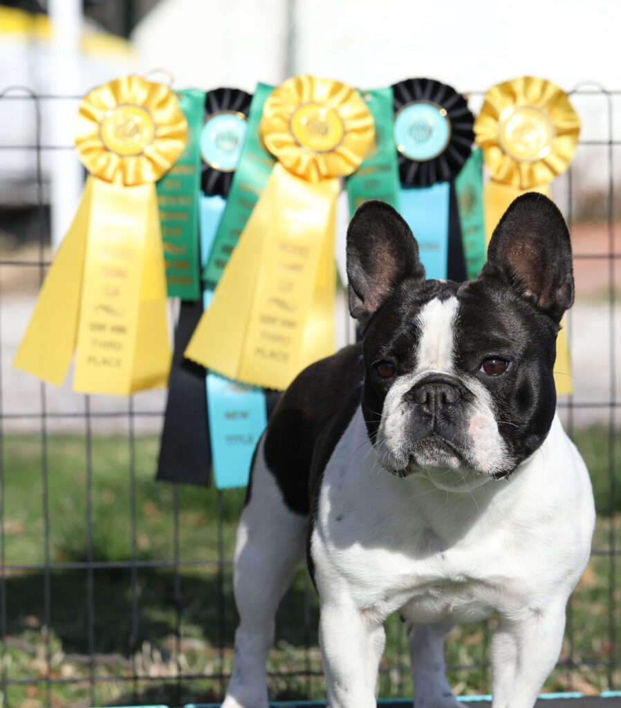 Champion Brindle Pied French Bulldog Kansas