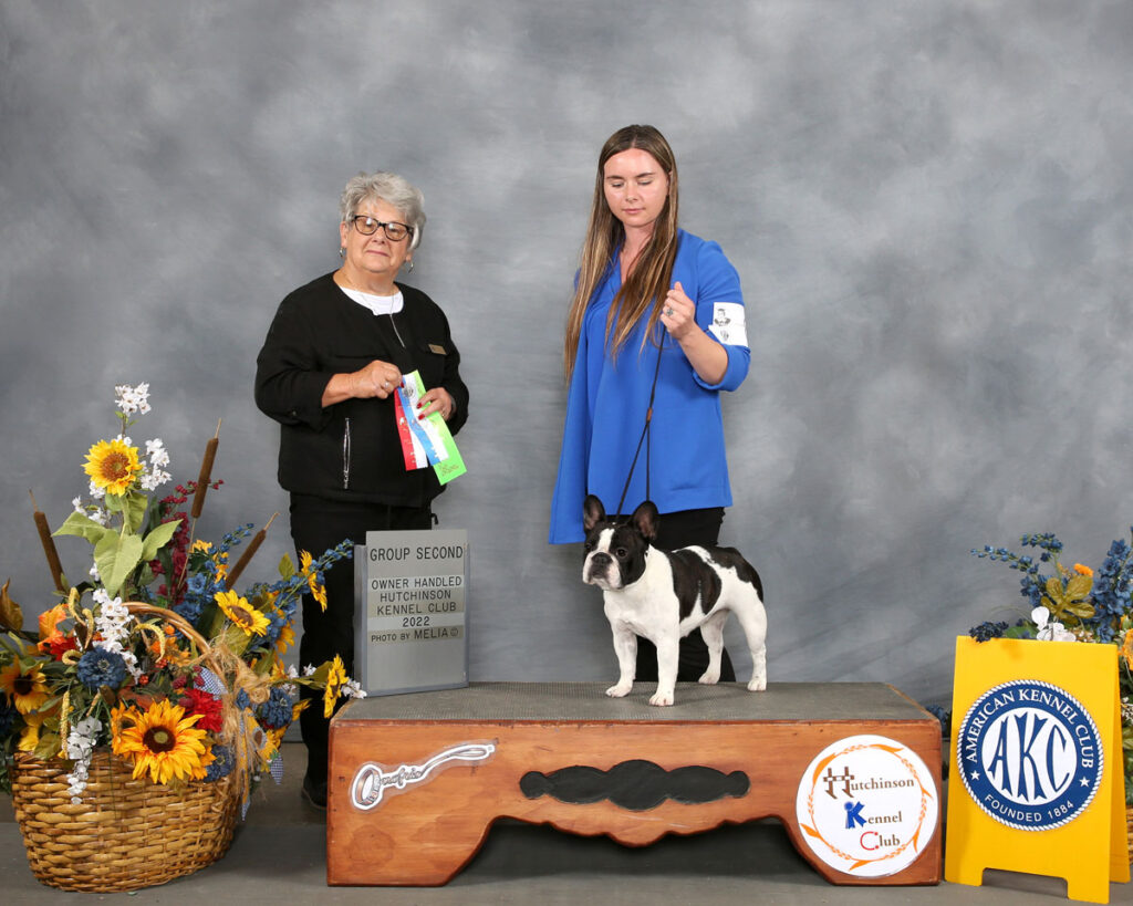 Champion Brindle Pied French Bulldog Kansas