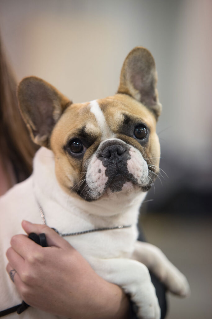 Red fawn pied French Bulldog Kansas