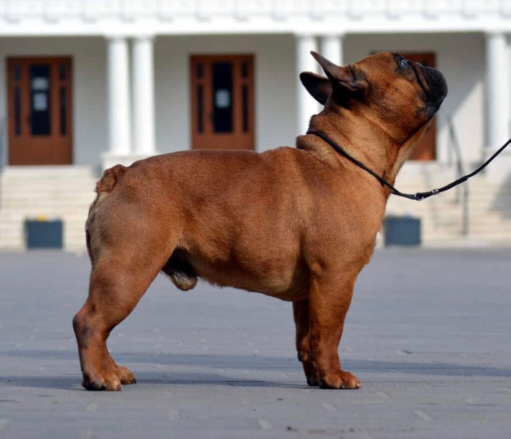 Champion Red Fawn French Bulldog Kansas