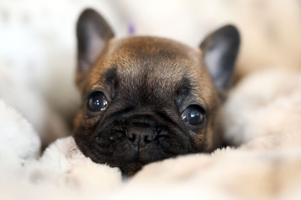 Red Fawn French Bulldog Puppy For Sale