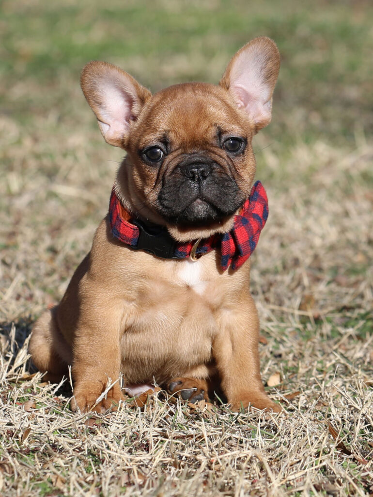 Red Fawn French Bulldog puppy for sale Kansas