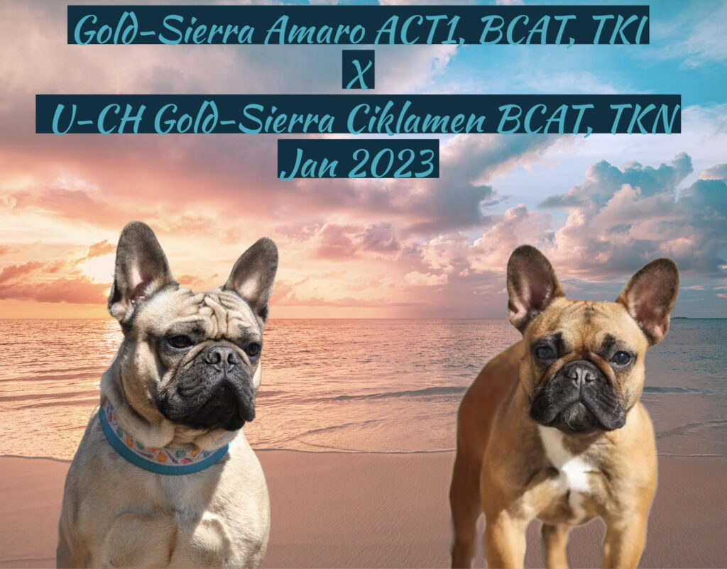 French Bulldog Puppies For Sale Kansas