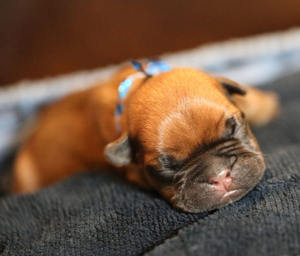 Fawn French Bulldog Puppy for Sale