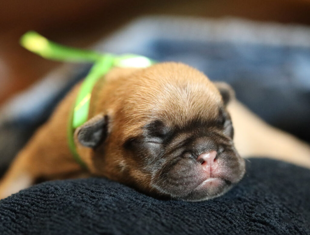 Fawn French Bulldog Puppy for Sale