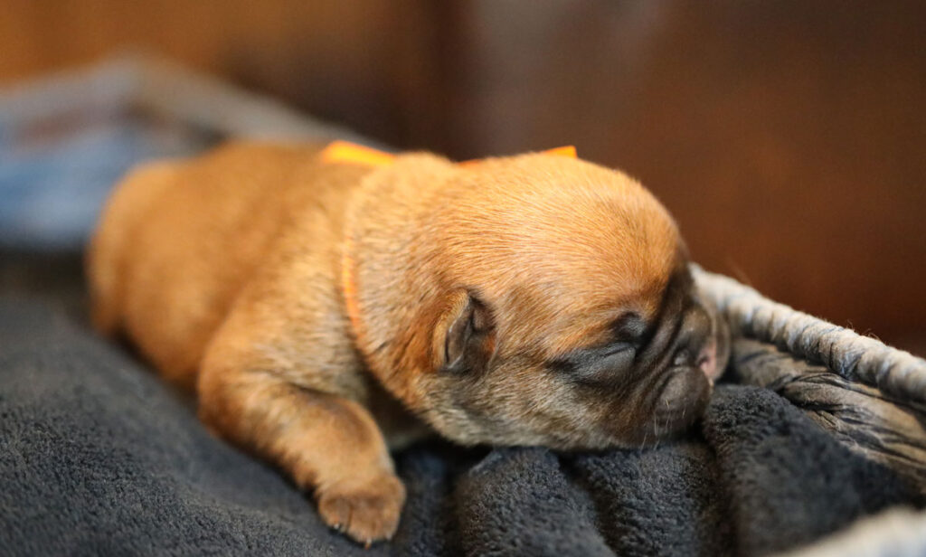 Fawn French Bulldog Puppy For Sale