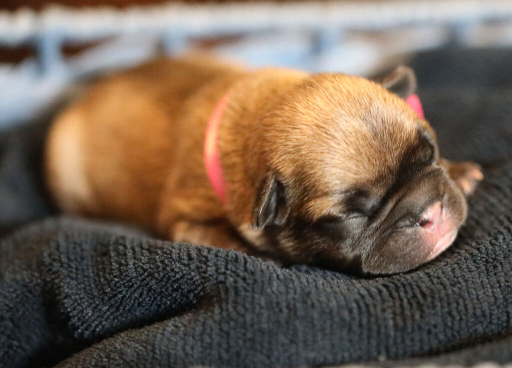 Fawn French Bulldog Puppy for Sale