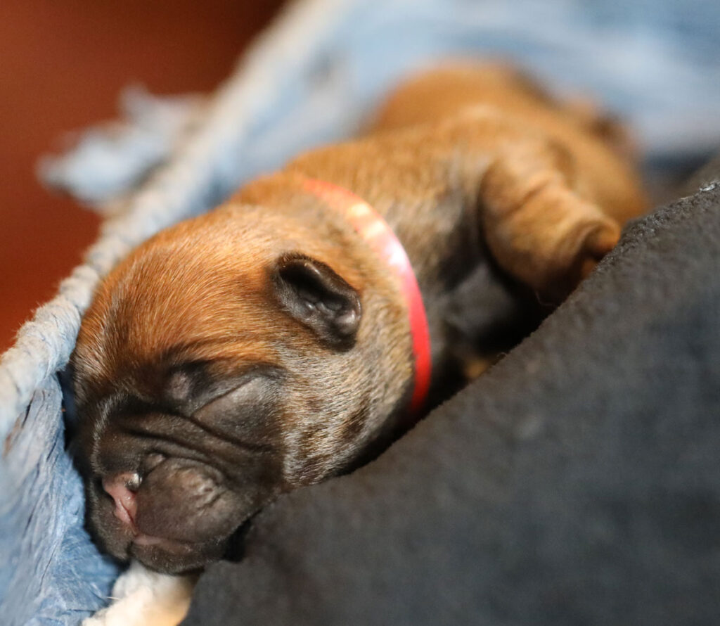 Red Fawn French Bulldog Puppy for Sale