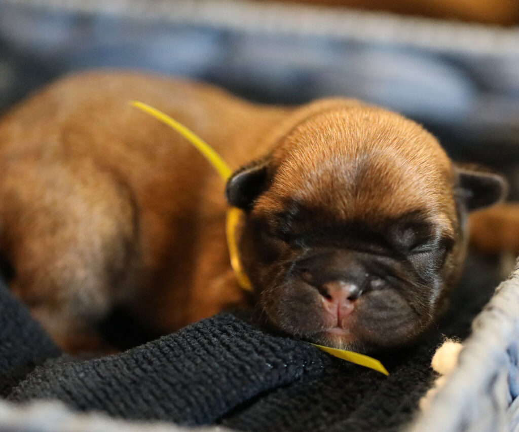 Fawn French Bulldog Puppy for Sale